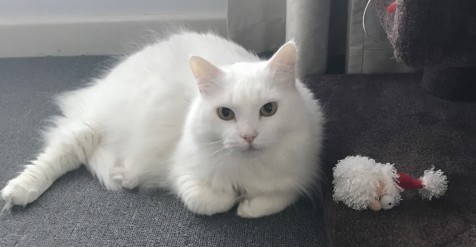 Fluffy white cat lying down