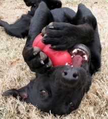 Black dog with red kong chew toy