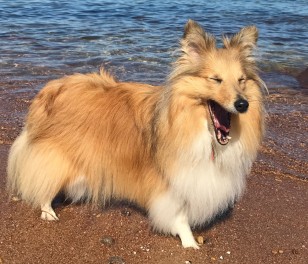 Happy dog at beach