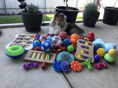Fluffy dog with pile of toys to play with