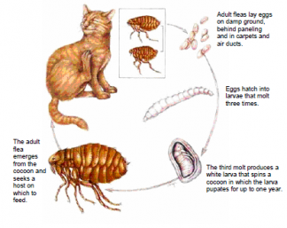 Fleas and Worms | Dogs and Cats | Protecting Your Pet » Rose Park ...
