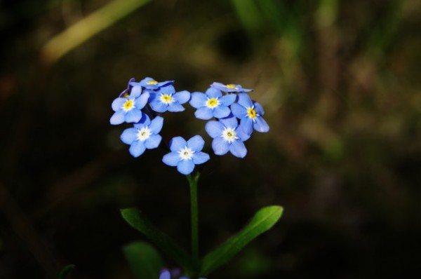 forget me not heart