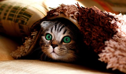 Cute cat, green eyes, hiding under blanket