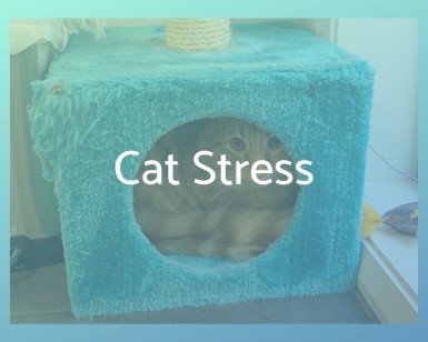 Cat Stress Article